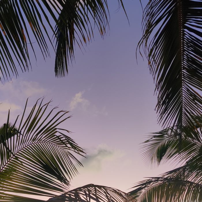 Bonaire palmtrees
