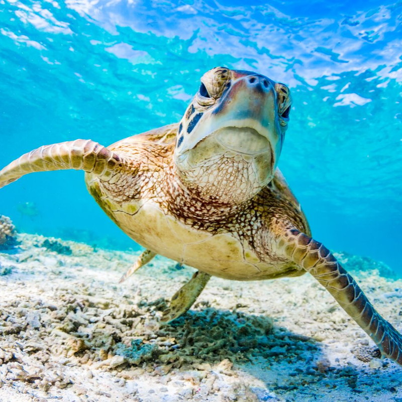 Turtles are commonly seen in the clear blue waters of Bonaire