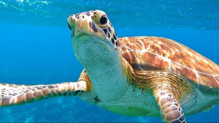 schildpadden tijdens het snorkelen op Bonaire